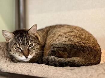 Domestic Short Hair Cats Available for Adoption in Portland, Oregon - Fancy | PetCurious