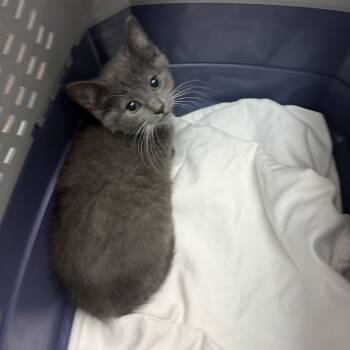 Muesli -  Domestic Short Hair Cat for Adoption in Philadelphia, Pennsylvania - Muesli | PetCurious