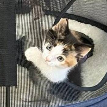 Domestic Medium Hair Cats Available for Adoption in Liverpool, Texas - Peppa | PetCurious