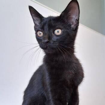 Walli -  Domestic Short Hair Cat for Adoption in Belmont, New York - Walli | PetCurious
