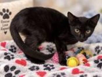 Zelda -  Domestic Short Hair Cat for Adoption in Portsmouth, Ohio - Zelda | PetCurious