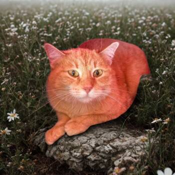 Domestic Short Hair Cats Available for Adoption - Mabel | PetCurious