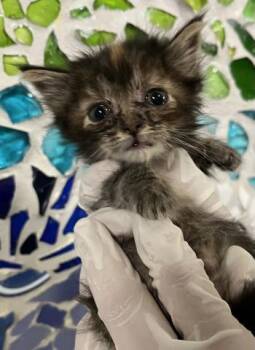 HERMIONE GRANGER -  Domestic Short Hair Cat for Adoption in Pensacola, Florida - HERMIONE GRANGER | PetCurious