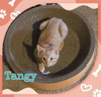 Tangy -  Domestic Short Hair Cat for Adoption in Miami, Oklahoma - Tangy | PetCurious