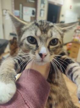 Rescue Domestic Short Hair Cats for Adoption in Seneca, South Carolina - Pepper $50 | PetCurious