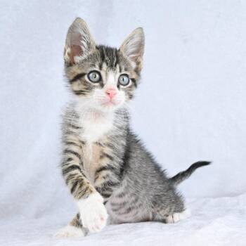 Duke -  Domestic Short Hair Cat for Adoption in Mobile, Alabama - Duke | PetCurious