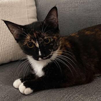 Lucia -  Tortoiseshell and Domestic Short Hair Cat for Adoption in Antioch, California - Lucia | PetCurious