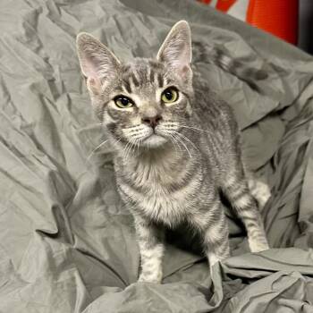 Francis -  Domestic Short Hair Cat for Adoption in Los Angeles, California - Francis | PetCurious