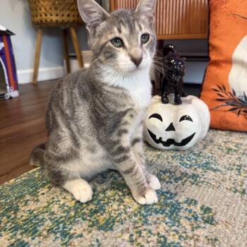Ghost -  Domestic Short Hair Cat for Adoption in Port Jefferson Station, New York - Ghost | PetCurious