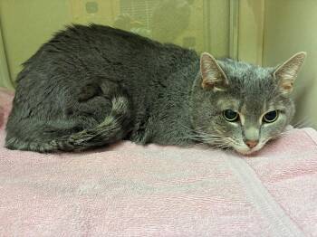 Domestic Short Hair Cats Available for Adoption - George | PetCurious