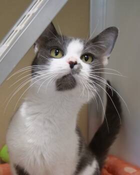 Rescue Domestic Short Hair Cats for Adoption in Fishers, Indiana - Angelina | PetCurious