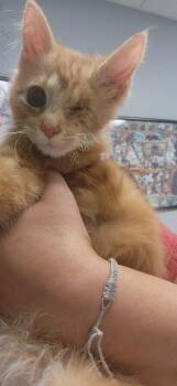 Domestic Short Hair and Maine Coon Cats Available for Adoption in Chambersburg, Pennsylvania - Jolly Rodger | PetCurious