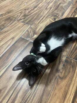 Fozzie Bear (Available for pre-adoption) -  Domestic Short Hair Cat for Adoption in Camden, South Carolina - Fozzie Bear (Available For Pre-adoption) | PetCurious