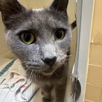 Zero -  Domestic Short Hair Cat for Adoption in Walnut Creek, California - Zero | PetCurious