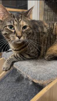 Rescue Domestic Short Hair Cats for Adoption in Syosset, New York - Druscilla | PetCurious