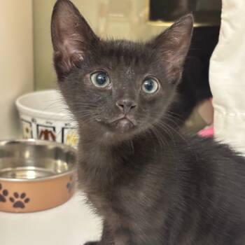 Rescue Domestic Short Hair Cats for Adoption in League City, Texas - Charcoal | PetCurious