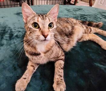 Domestic Short Hair Cats Available for Adoption in Palm Harbor, Florida - Mélange | PetCurious
