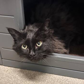 Domestic Long Hair Cats Available for Adoption in Hailey, Idaho - Blackberry | PetCurious
