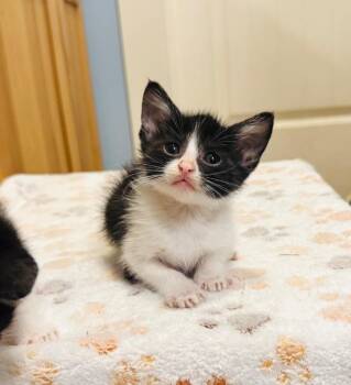Freddie -  Domestic Short Hair Cat for Adoption in Valley Park, Oklahoma - Freddie | PetCurious