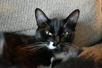 Francesca -  Tuxedo Cat for Adoption in Burnaby, British Columbia - Francesca | PetCurious