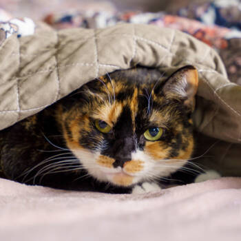 Rescue Domestic Short Hair Cats for Adoption in Atlanta, Georgia - Abigail | PetCurious