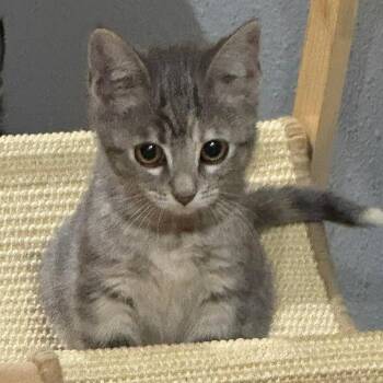Dandelion -  Domestic Short Hair Cat for Adoption in Sioux City, Iowa - Dandelion | PetCurious