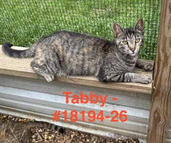 Tabby -  American Shorthair and Tabby Cat for Adoption in Shrewsbury, Massachusetts - Tabby | PetCurious
