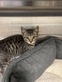 Carnival -  Domestic Short Hair Cat for Adoption in Hilton Head Island, South Carolina - Carnival | PetCurious