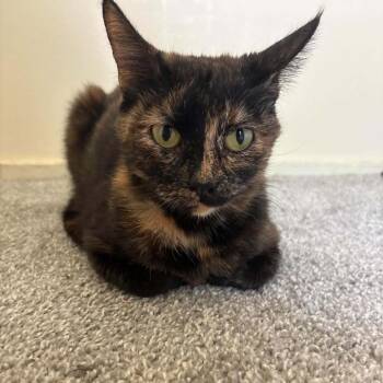 Mochi -  American Shorthair Cat for Adoption in Spring Hill, Kansas - Mochi | PetCurious