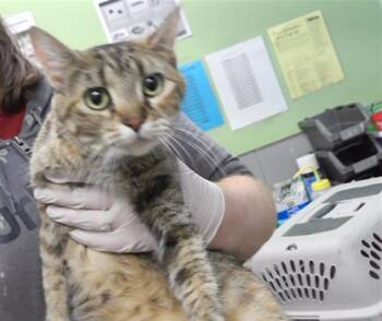 Rescue Domestic Short Hair Cats for Adoption in Omaha, Nebraska - CINNAMON | PetCurious