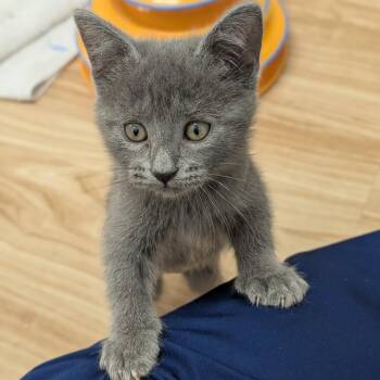 Tinkerbell -  Domestic Short Hair Cat for Adoption in St. Augustine, Florida - Tinkerbell | PetCurious