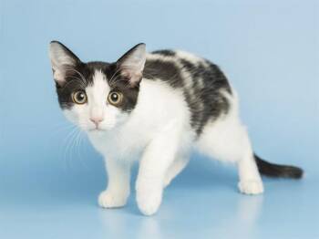 MOOMAN -  Domestic Short Hair Cat for Adoption in Phoenix, Arizona - MOOMAN | PetCurious