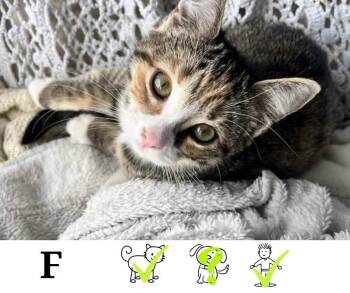 Rescue Domestic Short Hair Cats for Adoption in Saint-chrysostome, Quebec - Béatrice | PetCurious