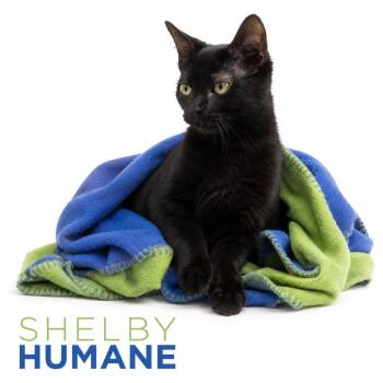 Charcoal -  Domestic Short Hair Cat for Adoption in Columbiana, Alabama - Charcoal | PetCurious