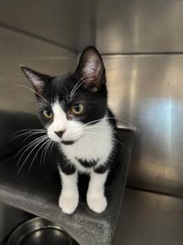 Sydonia -  Domestic Short Hair Cat for Adoption in Fort Lupton, Colorado - Sydonia | PetCurious