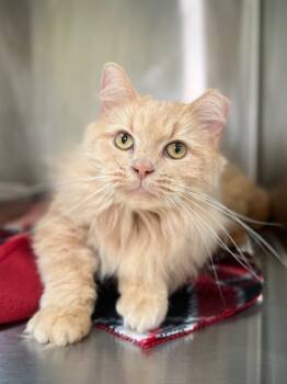 Rescue Domestic Medium Hair Cats for Adoption in Menomonie, Wisconsin - Madonna | PetCurious