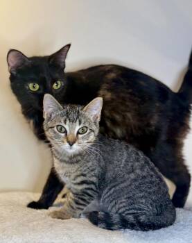 Rescue Domestic Short Hair Cats for Adoption in Boca Raton, Florida - Star & Candy - BONDED | PetCurious
