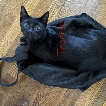 Thomas -  Domestic Short Hair Cat for Adoption in Melrose, Massachusetts - Thomas | PetCurious