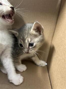 GRUYERE -  Domestic Short Hair Cat for Adoption in San Antonio, Texas - GRUYERE | PetCurious