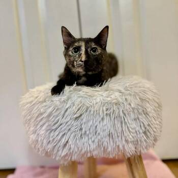 Domestic Short Hair Cats Available for Adoption in Raleigh, North Carolina - Poppy | PetCurious