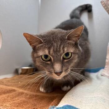 Sigmund -  American Shorthair Cat for Adoption in Pittsburgh, Pennsylvania - Sigmund | PetCurious