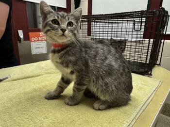 OCEANA -  Domestic Short Hair Cat for Adoption in Colorado Springs, Colorado - OCEANA | PetCurious