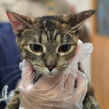 Rooster -  Domestic Short Hair Cat for Adoption in Charleston, West Virginia - Rooster | PetCurious