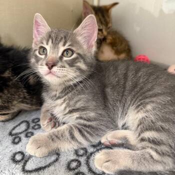 Domestic Short Hair Cats Available for Adoption in Sunnyvale, California - Stanford | PetCurious