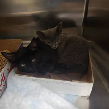 George Forman Grill -  Domestic Short Hair Cat for Adoption in Westminster, California - George Forman Grill | PetCurious