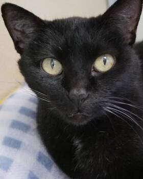 Telly (at Smitten Kitten) -  Domestic Short Hair Cat for Adoption in Fishers, Indiana - Telly (at Smitten Kitten) | PetCurious