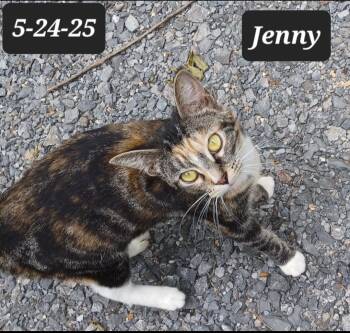 Rescue Domestic Short Hair Cats for Adoption in Nashville, Tennessee - Jenny - Freedom Farm | PetCurious