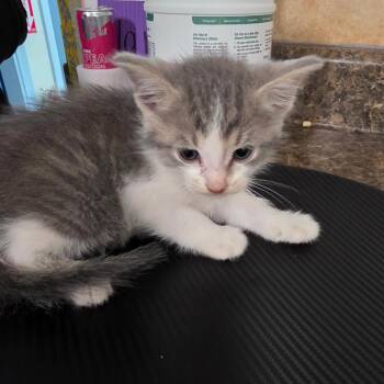 Domestic Short Hair Cats Available for Adoption in Eureka Springs, Arkansas - Carrot | PetCurious