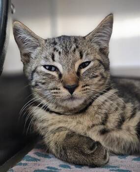 SPEARMINT* -  Domestic Short Hair Cat for Adoption in Santa Cruz, California - SPEARMINT* | PetCurious