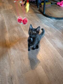 Parkour -  Domestic Short Hair Cat for Adoption in Johnson City, Tennessee - Parkour | PetCurious